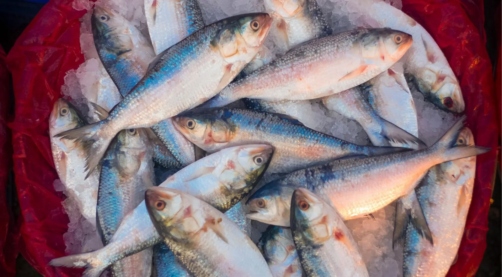 Whole fresh fish on ice in a round container at a Japanese seafood market