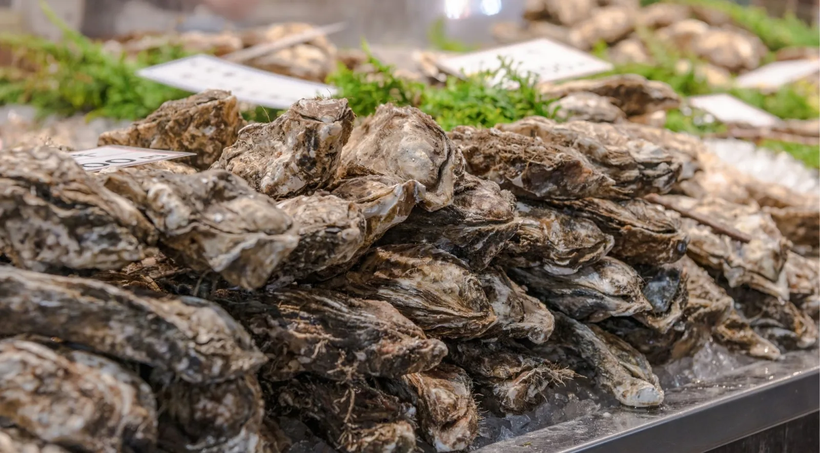 Fresh oysters piled on ice at a Japanese seafood market counter