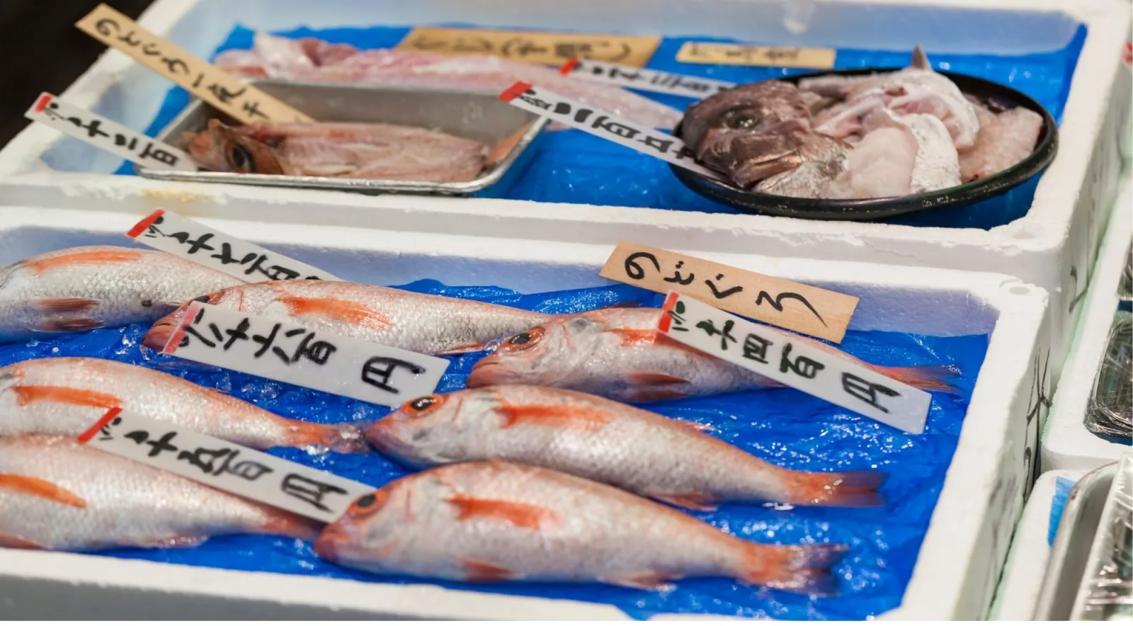 Red snapper and deep-sea fish in a polystyrene market box with Japanese price labels at Toyosu Fish Market