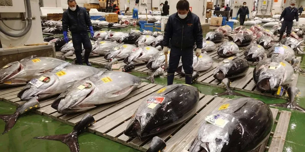 Rows of tagged bluefin tuna on the auction floor at Toyosu Market as inspectors examine them before bidding