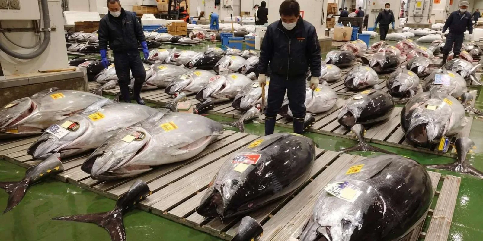 Tokyo: Toyosu Tuna Auction & Tsukiji Market Gourmet Adventure