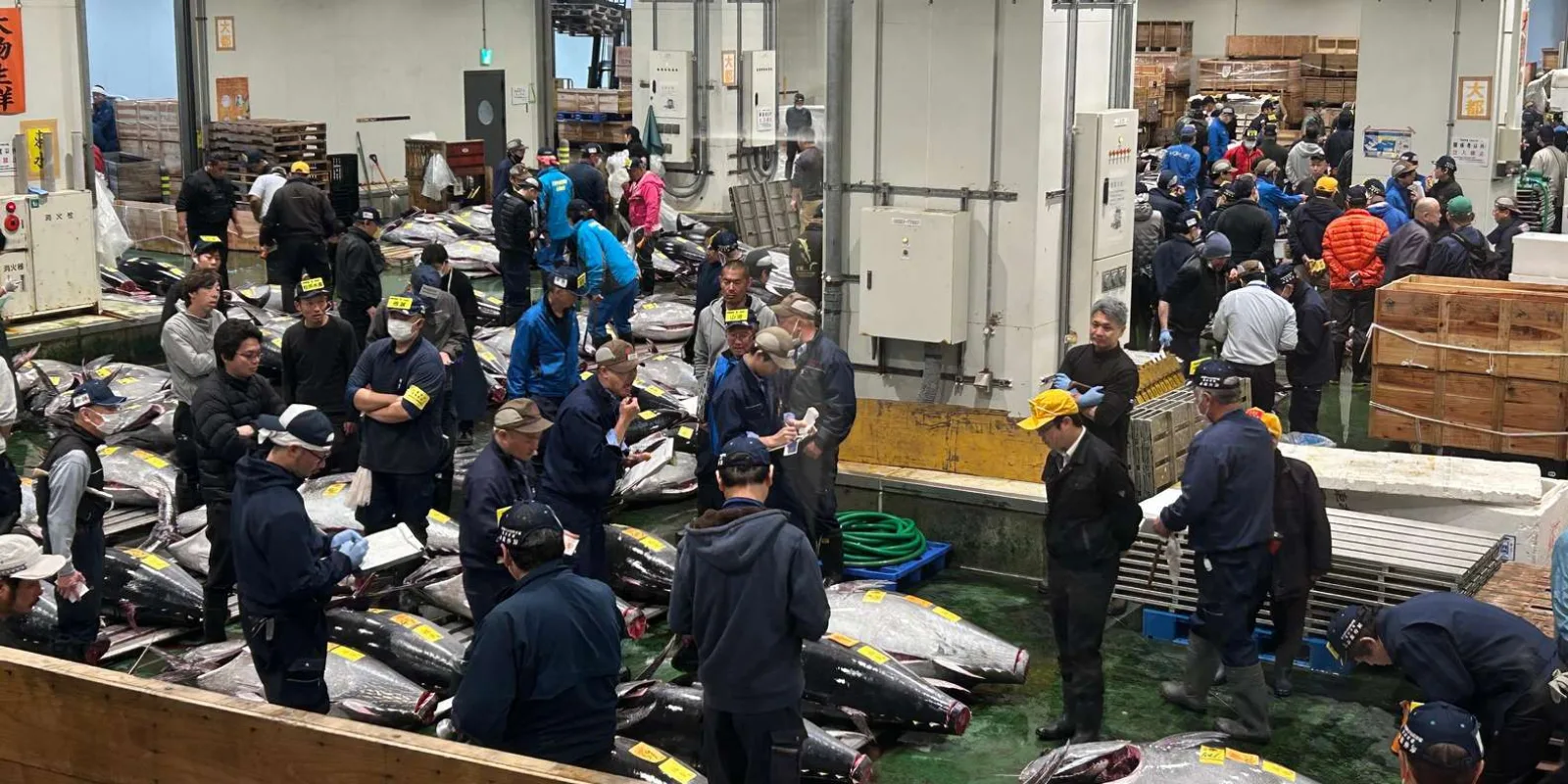 Private Toyosu & Tsukiji Market Adventure with Tuna Auction